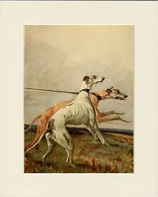 Greyhound Two Coursing Dogs Great Dog Photo Print Mounted Ready To Frame • £6.99