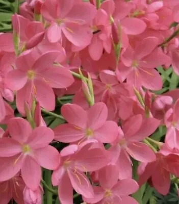 4x Kaffir Lily Schizostylis Coccinea LIVE Water Plant Aquatic Pond Marginal Bog  • £18.99