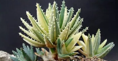 Aloe Brevifolia  Variegated Compact Form 🏵️ONE Pup Cutting  3cm D X3cm L • $10