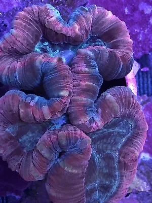 Trachyphyllia Open Brain Coral  Live Coral 5”SecretTank X • $325