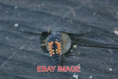 Photo  Clare Insect On Pub Bench The Cock Clare Ladybird Larvae. 2007 • £1.80