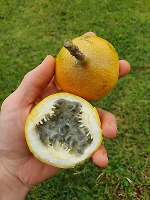 RARE Fruit Tree ~ Sweet Granadilla ~ Passiflora Ligularis ~ Collectors Plant • $15