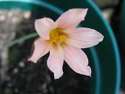 Rain Lily Habranthus Tubispathus Var. Roseus 2 Bulbs NEW RARE Zephyranthes • $18