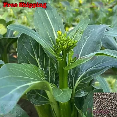 Yu Choy Sum SEEDS | Choi Sum Chinese Flowering Cabbage SEEDS | NON-GMO • $1.68