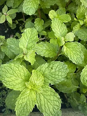 Sweet Mint- Peppermint  Live Plants( 4 Plants) Easy To Plant • $9.99