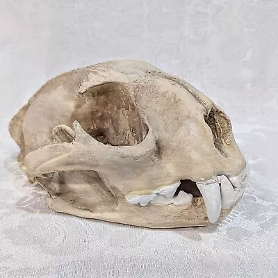 3D Printed Replica Mountain Lion Skull Painted Replica Realistic Legal Skull • $50