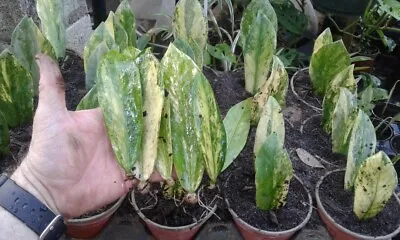 3 Variegated  ZZ Plant Zamioculcas Zamiifolia Var. Houseplant Leaf • $45