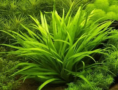 £5.25 • Buy 5 X DWARF AMAZON SWORD - Live Aquarium Plant Fish Tank Tropical Aquatic Bleheri