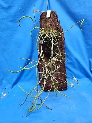 $51 • Buy THG Orchid Dendrobium [(racemosum X Fuliginosum) X Fairfaxii] On A 50cm Mount