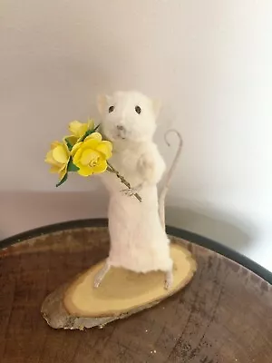 Taxidermy Flower Power Mouse Gift Strange Oddities Curiosity Mice Funny Unusual • £35