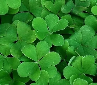 100% MICRO CLOVER Seeds New Lawn Grow Garden Plant Organic Overseeding Pipolina • £6.98