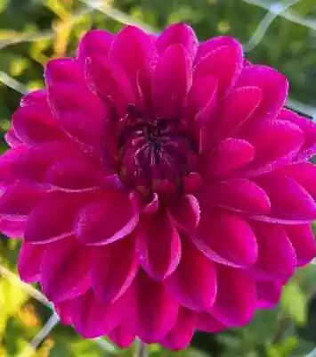 2 - Candy Time Decorative Dahlia Flower Bulbs #1 Size Tubers Clusters • $16.99