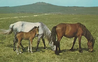 DARTMOOR PONIES FAMILY Devon - Vintage POSTCARD • £3.66