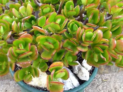 JADE CRASSULA OVATA  Hummel's Sunset 4 Cuttings Plus (no NT WA TAS). • $5