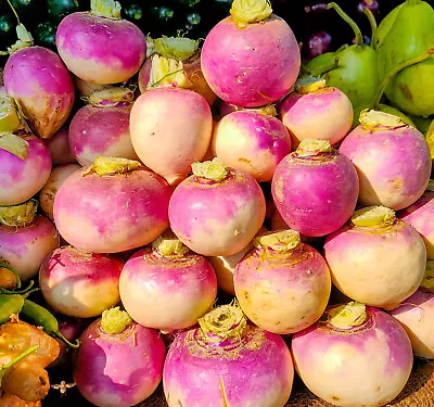 Purple Top Turnip Seeds | Non-GMO | Heirloom | Fresh Garden Seeds • $160