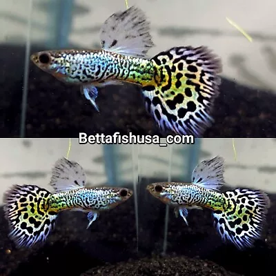 $27 • Buy 1 TRio White Blue Snake Skin BDS Guppies - High Quality Live Guppy Fish 