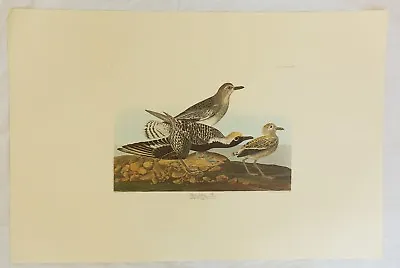 $79.99 • Buy The Birds Of America. Audubon. Black-bellied Plover. Amsterdam Edition.