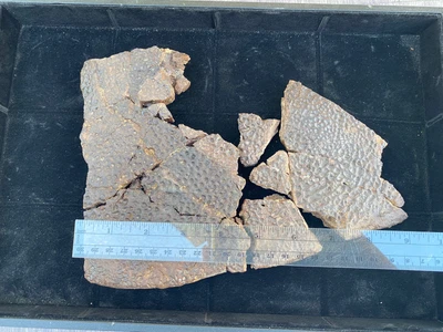 $249 • Buy Rare Turtle Shell Carapace Fossil Aguja Formation Both Sides Prepped Cretaceous