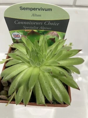 Sempervivum Altum In 7cm Pot  Alpine Succulent Chicks Trough Plants  Houseleek • £5.97
