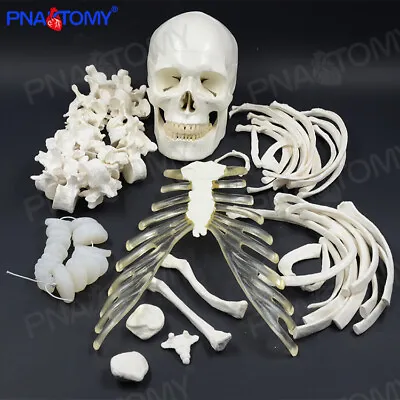 170cm Human Skeleton Model Scattered Bones Medical Teaching Orthopedic Model • $193.50