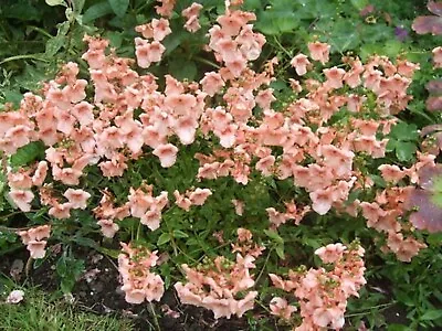 £5.20 • Buy 6 Diascia Blackthorn Apricot Hardy Trailing Alpine  Perennial Plug Plants