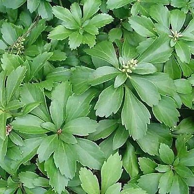 12 Pachysandra Terminalis Japanese Spurge Evergreen Live Perennial Plants • $15.99