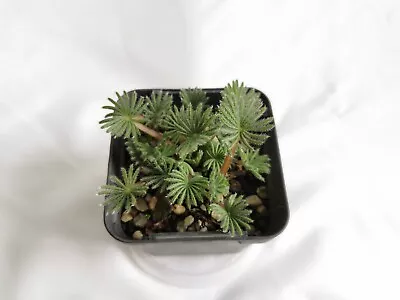 Oxalis Palmifrons - Rare Plant Succulent Bulb - Miniature Palm Like Leaves • $32