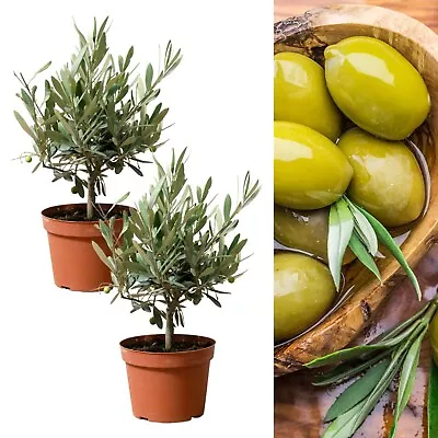 2 X Olive Trees With Mature Stems - Outdoor 'Olea Europa' In A 14cm Pot • £32.99