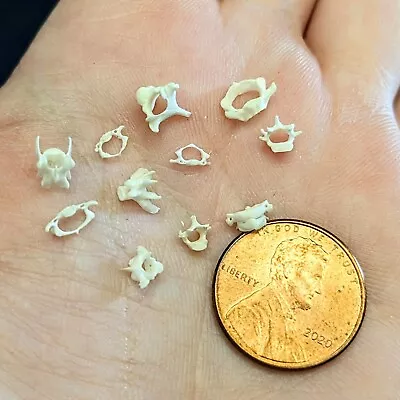 Rodent Vertebrae Tiny Bones Real Small Animal Bone Cleaned Whitened 50 Pieces • $24