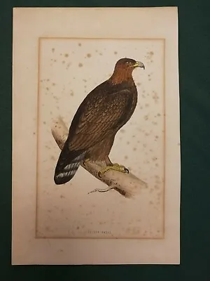 £15 • Buy Antique Hand Colour Lithograph- Birds-golden Eagle- Circa 1880
