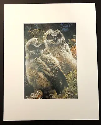 Carl Brenders  Hidden In The Pines-Great Horned Owls  8 X 10 Matted Print • $20.99