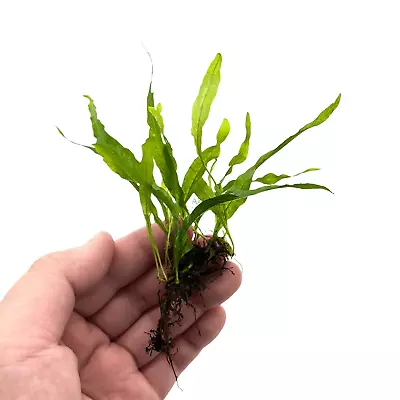 Java Fern Petite Microsorum Pteropus 'Petite'| Aquarium Plants Factory® • $14.99