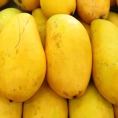 GRAFTED MANGO ATAULFO (MANGIFERA) LIVE FRUIT TREE  2’-3’ Feet • $75.99