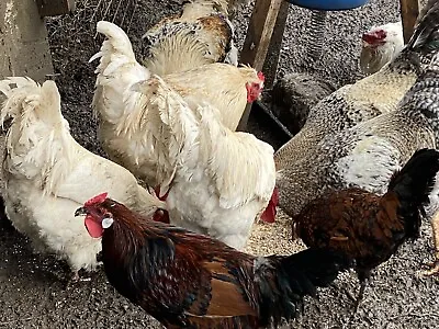 £8.49 • Buy 6 Fertile Hatching Chicken Eggs Mixed Breeds Maran Cream Legbar Olive Egger 