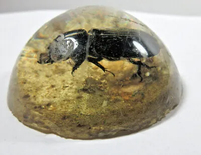 Vintage Entomology Insect Specimen Beetle Acrylic Plastic Resin Paperweight • $14.99