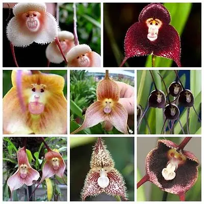 10Pcs Rare Monkey Face Orchid Seeds Planting For Home Garden Decor • $5.04