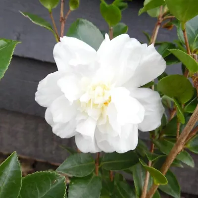 Camellia Snow Flurry 1.5 Litre Pot Autumn Flowering White Flowers • £14.95