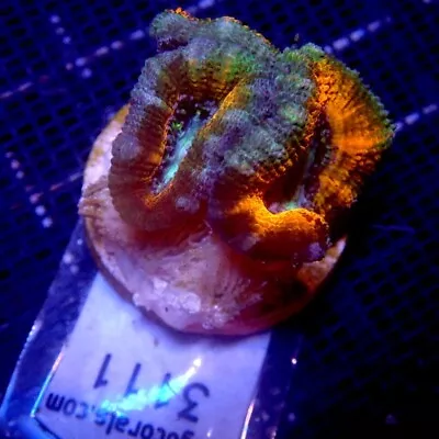 Australian Ultra Acan Coral Frag WYSIWYG IC 3111 • $60