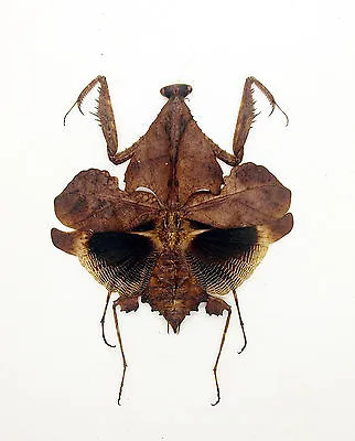Mantidae - Deroplatys Trigonodera (f) -Leaf-mimic  - Color Form - V. Rare (MT01) • $38.98