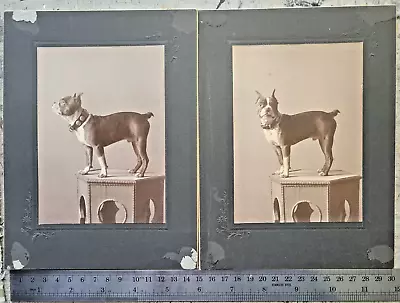 Set Of Antique Cabinet Photos-Good Dog Posing- Boxer • $15