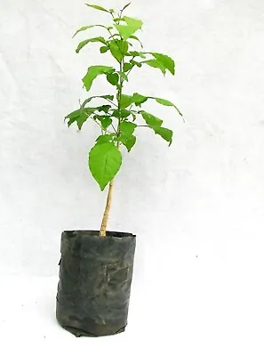 Bael Patra Bilva Plant 2 Live Plant Length 15-20 Inch Planting Garden Bel Plants • $21.74