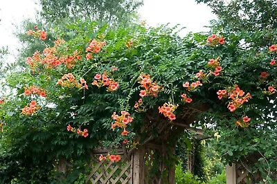 100+ Hardy Red/Orange Trumpet Vine (Campsis Radicans) Seeds Attract Hummingbirds • $3.99