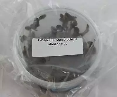 £76.91 • Buy FLASK Anoectochilus Albolineatus -- Jewel Orchid
