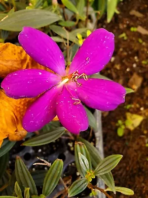 ECUADOR PRINCESS Tibouchina Bush Live Tropical Plant Purple Flower 2 To 5  Tall  • $5.99