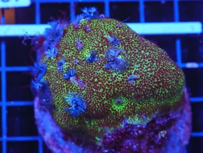 Christmas Tree Worm Rock - Porites Coral - WYSIWYG - Colony - ULTRA LIVE CORAL • $159