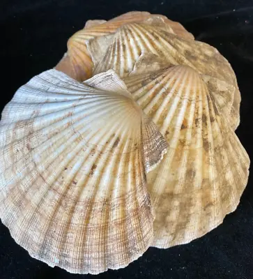 Scallop Shell Bundle And Mixed Sea Shells 30+ • £16