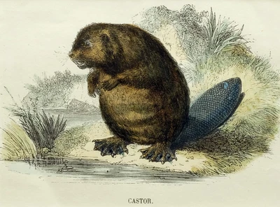 £24.53 • Buy (P1) 1863 Original Antique Engraving Hand Colored MAMMALS  (05151)
