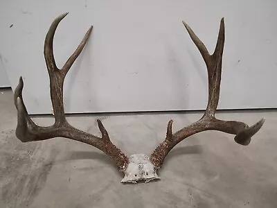 170  COLORADO MULE DEER RACK 24  WIDE 5x4 ANTLERS SKULL SHED HUNT WHITETAIL ELK • $129