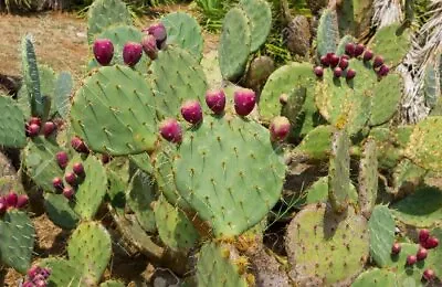£1.99 • Buy Edible Cactus Seeds Opuntia Prickly Pear  Exotic Mediterranean Perennial Giant 