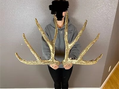 BIG Matched Set Mule Deer Antlers 4x4 WILD IDAHO Horns Decor Cut Offs Velvet • $89.99